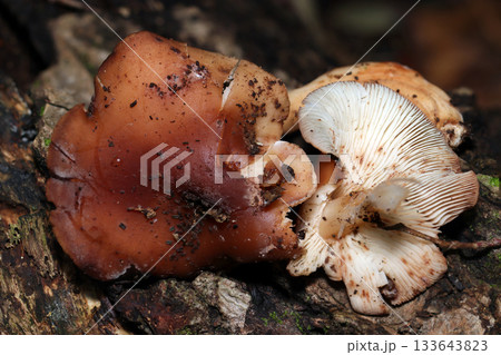ブヨブヨと濡れたような湿った赤茶色のカキシメジキノコの表裏画像（自然下菌・キノコ類マクロ撮影） 133643823