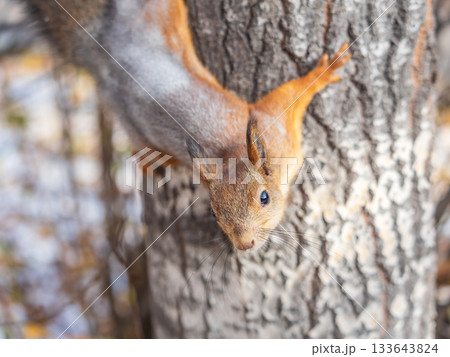 Squirrel sitting upside down on a tree trunk. The squirrel hangs upside down on a tree against colorful blurred background. Close-up. 133643824