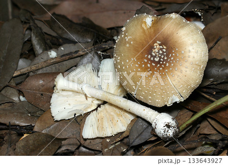 暗い林内土壌に大きい猛毒キノコで有名なテングタケ茸（カサ・ヒダ・柄自然下菌キノコ類マクロ撮影） 133643927