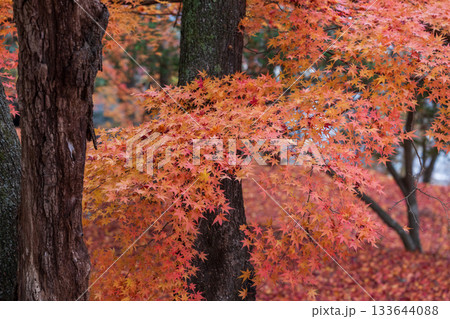 岩手県大船渡市の紅葉 岩手県大船渡市の紅葉 133644088