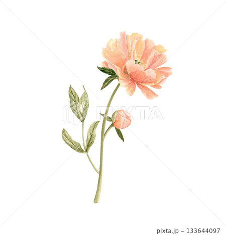 Delicate peony bud with stem in soft peach tones watercolor illustration isolated on white. Hand-painted with high detail, perfect for wedding invitations, branding, packaging, fabric design cards. Delicate peony bud with stem in soft peach tones watercolor illustration isolated on white. Hand-painted with high detail, perfect for wedding invitations, branding, packaging, fabric design cards. 133644097