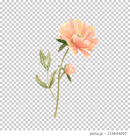 Delicate peony bud with stem in soft peach tones watercolor illustration isolated on white. Hand-painted with high detail, perfect for wedding invitations, branding, packaging, fabric design cards. Delicate peony bud with stem in soft peach tones watercolor illustration isolated on white. Hand-painted with high detail, perfect for wedding invitations, branding, packaging, fabric design cards. 133644097