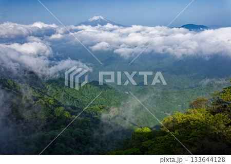 新緑の丹沢・檜洞丸から見る雲上の富士山と御正体山 133644128
