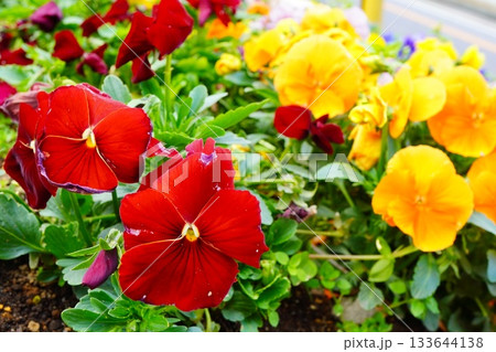赤と黄色のパンジーが鮮やかに咲く花壇のアップ、カラフルで元気な印象が伝わる春の花写真 赤と黄色のパンジーが鮮やかに咲く花壇のアップ、カラフルで元気な印象が伝わる春の花写真 133644138