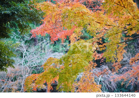 橙・黄・緑の色が重なり合う紅葉風景、木々が鮮やかに彩る自然のグラデーション 133644140