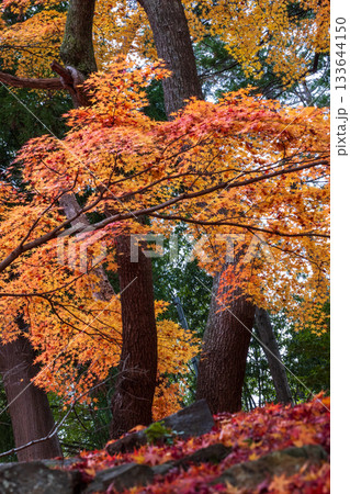岩手県大船渡市の紅葉 133644150