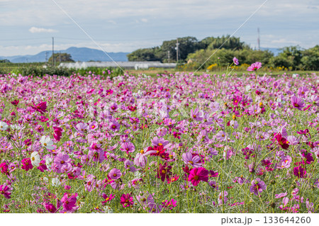 磐田市のコスモス畑の風景(静岡県) 磐田市のコスモス畑の風景(静岡県) 133644260