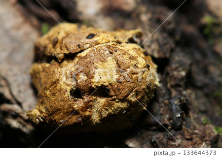 小さなイグチ系キノコがヒポミケス属胞子に侵されて枯死（カサ表面・自然下菌・キノコ類マクロ撮影） 133644373