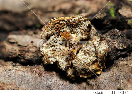 小さなイグチ系キノコがヒポミケス属胞子に侵されて枯死(菅孔面・自然下菌・キノコ類マクロ撮影) 小さなイグチ系キノコがヒポミケス属胞子に侵されて枯死(菅孔面・自然下菌・キノコ類マクロ撮影) 133644374