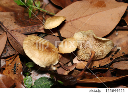 柄が黒褐色のモリノカレバタケ属キノコたち(カサ・ヒダ・柄、アウトドア・フィールドキノコ類マクロ撮影) 柄が黒褐色のモリノカレバタケ属キノコたち(カサ・ヒダ・柄、アウトドア・フィールドキノコ類マクロ撮影) 133644623