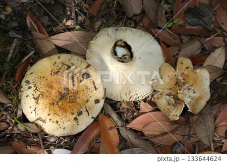 白とベージュ色のベニタケ属キノコ・カサ・ヒダ表裏画像(自然下菌・キノコ類マクロ撮影) 白とベージュ色のベニタケ属キノコ・カサ・ヒダ表裏画像(自然下菌・キノコ類マクロ撮影) 133644624