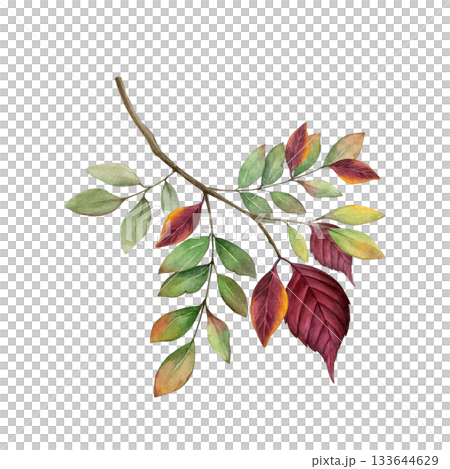 Watercolor branch with green, orange, and deep red fall leaves. Autumn nature hand drawn clip art. Good for fall decor, invitations, postcards, patterns, and seasonal design projects 133644629