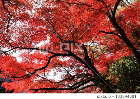 枝が大きく張った紅葉 枝が大きく張った紅葉 133644681