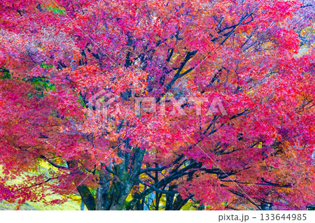 赤いもみじアップ 133644985