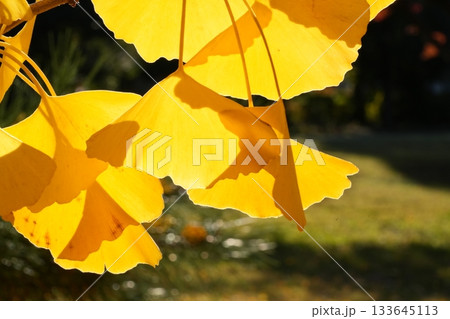 黄葉したイチョウの葉 133645113