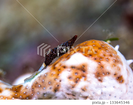 ラトレウテス・ビコルニス ラトレウテス・ビコルニス 133645346