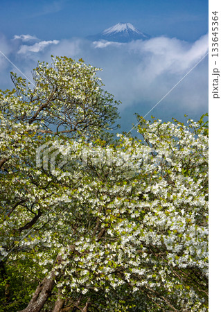 丹沢・檜洞丸稜線のシロヤシオツツジと雲上の富士山 133645364