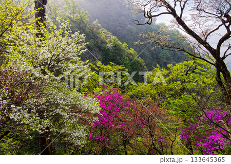 霧に煙る丹沢・檜洞丸稜線のツツジ 133645365