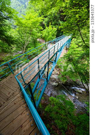 新緑の西丹沢・用木沢公園橋 133645377