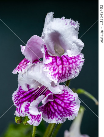 Vibrant Purple and White Streptocarpus Flower Close-up with Water Droplets Vibrant Purple and White Streptocarpus Flower Close-up with Water Droplets 133645402