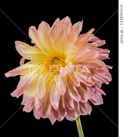 Stunning Pink and Yellow Dahlia Flower Against Dark Black Background 133645414