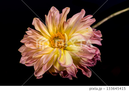 Stunning Pink and Yellow Dahlia Flower Against Dark Black Background Stunning Pink and Yellow Dahlia Flower Against Dark Black Background 133645415