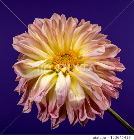 Vibrant Pink and Yellow Dahlia Flower on Deep Purple Background Vibrant Pink and Yellow Dahlia Flower on Deep Purple Background 133645418