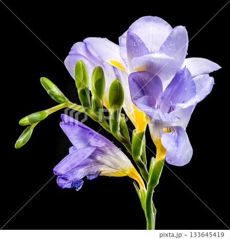 Delicate Purple Freesia Flowers with Water Drops on Black Delicate Purple Freesia Flowers with Water Drops on Black 133645419