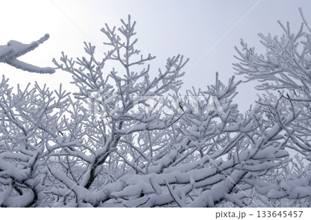 Deogyusan national park covered in white snow. Muju-gun, Korea. Deogyusan national park covered in white snow. Muju-gun, Korea. 133645457