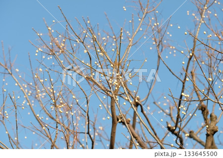 センダンの実 133645500