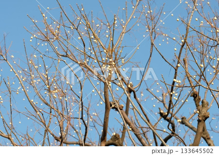 センダンの実 133645502