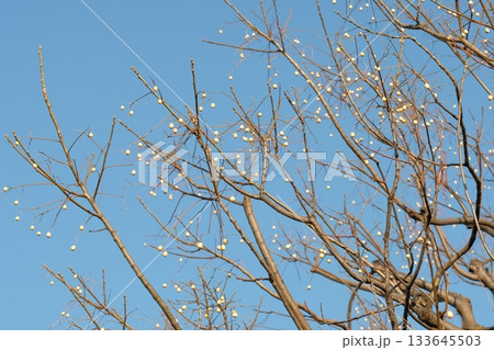 センダンの実 センダンの実 133645503