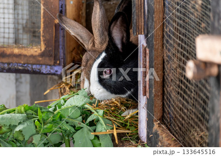 Baby rabbits in a rabbit hutch, cuniculus 133645516
