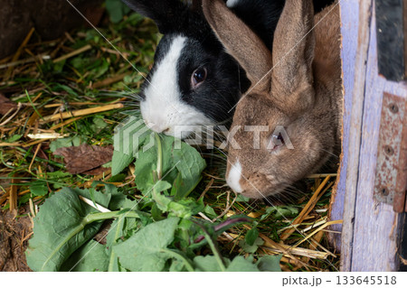 Baby rabbits in a rabbit hutch, cuniculus 133645518