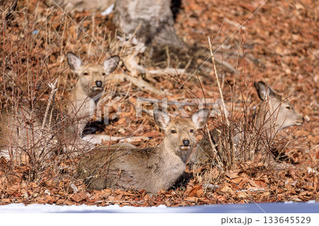 北海道苫小牧市、日向ぼっこするメスのエゾシカ【2月】 133645529