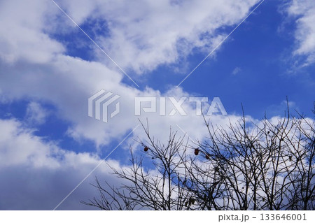 晩秋の柿の木と空 133646001