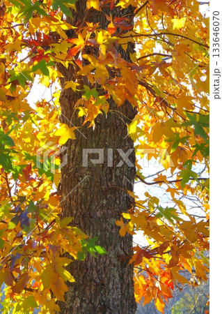 紅葉した木 133646070