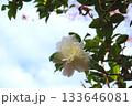 白い山茶花 133646081