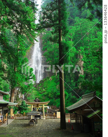 深緑に包まれた那智の滝 133646428
