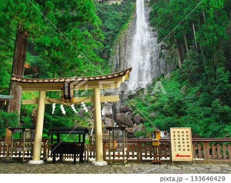 深緑に包まれた那智の滝を観覧舞台から望む 深緑に包まれた那智の滝を観覧舞台から望む 133646429