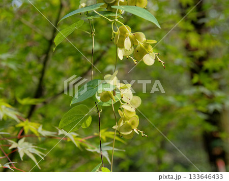 ヤマノイモ科ヤマノイモの種子 ヤマノイモ科ヤマノイモの種子 133646433