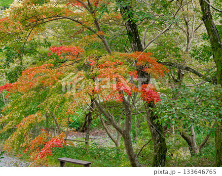 紅葉するイロハカエデ 133646765