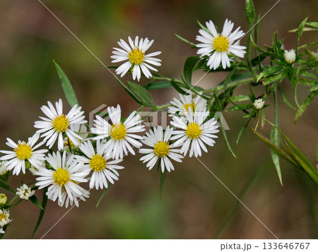 秋の山野草　キク科キダチコンギクの花 133646767