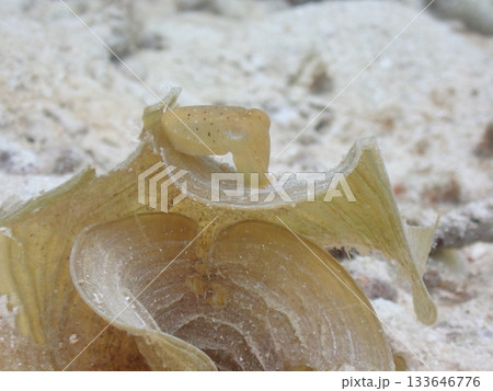 コブシメの赤ちゃん 133646776