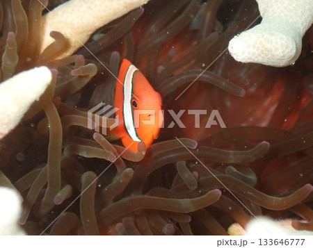 イソギンチャクの中で隠れるクマノミ 133646777