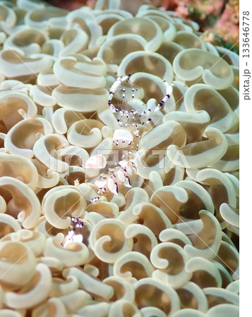 イソギンチャクの中にいる卵をもったエビ 133646778