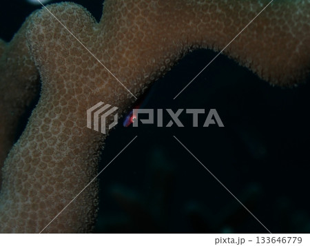 サンゴのガラスハゼ 133646779