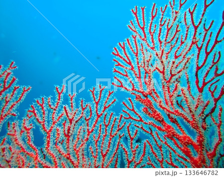 青い海とサンゴ 青い海とサンゴ 133646782