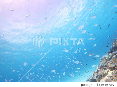 青い海と魚たち 133646785