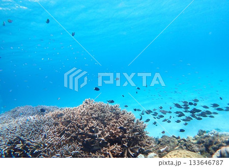 青い海とたくさんの魚とサンゴ 133646787